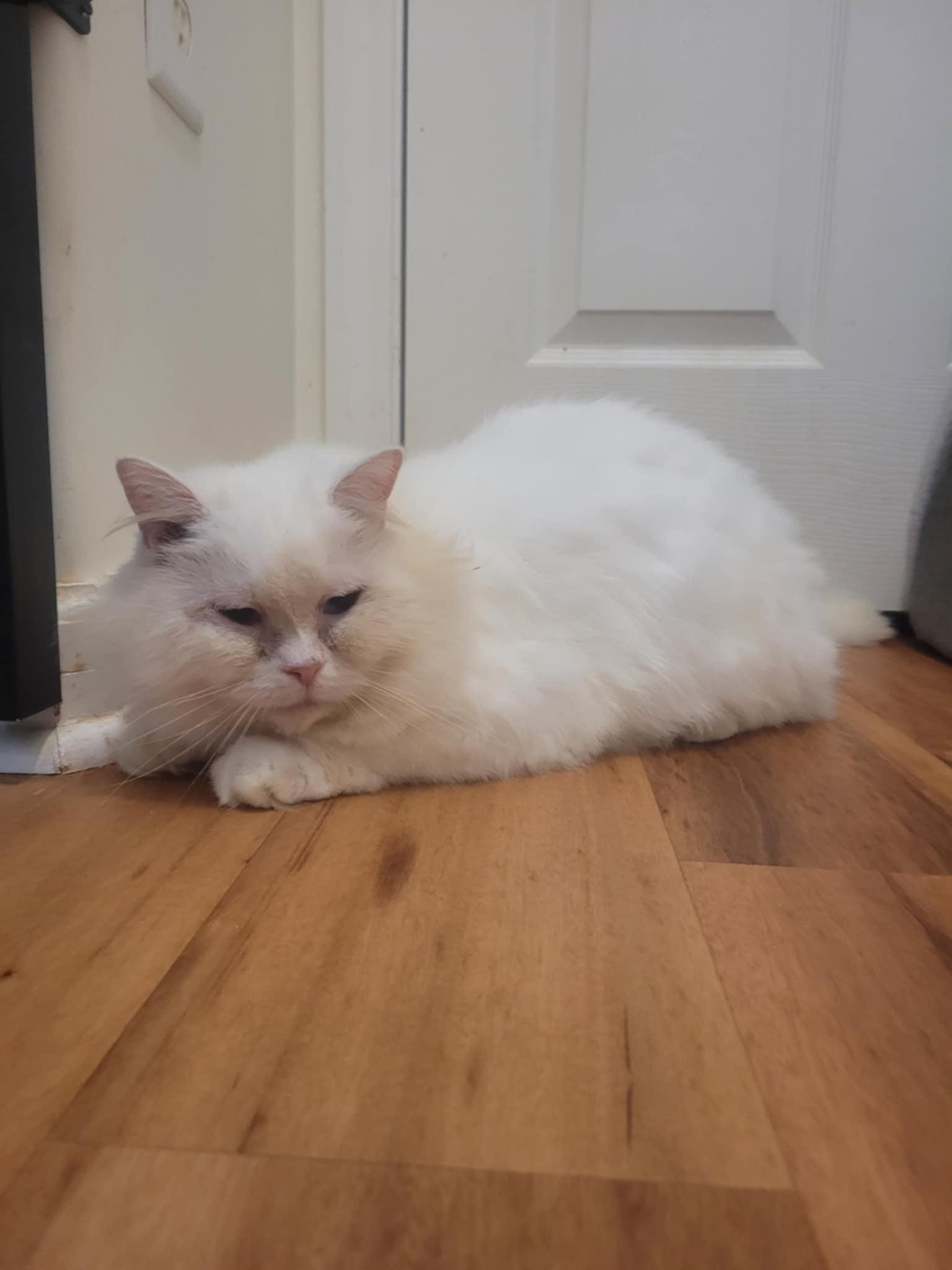 PeeWee, a Adoptable Persian in North Myrtle Beach, SC image 4/6