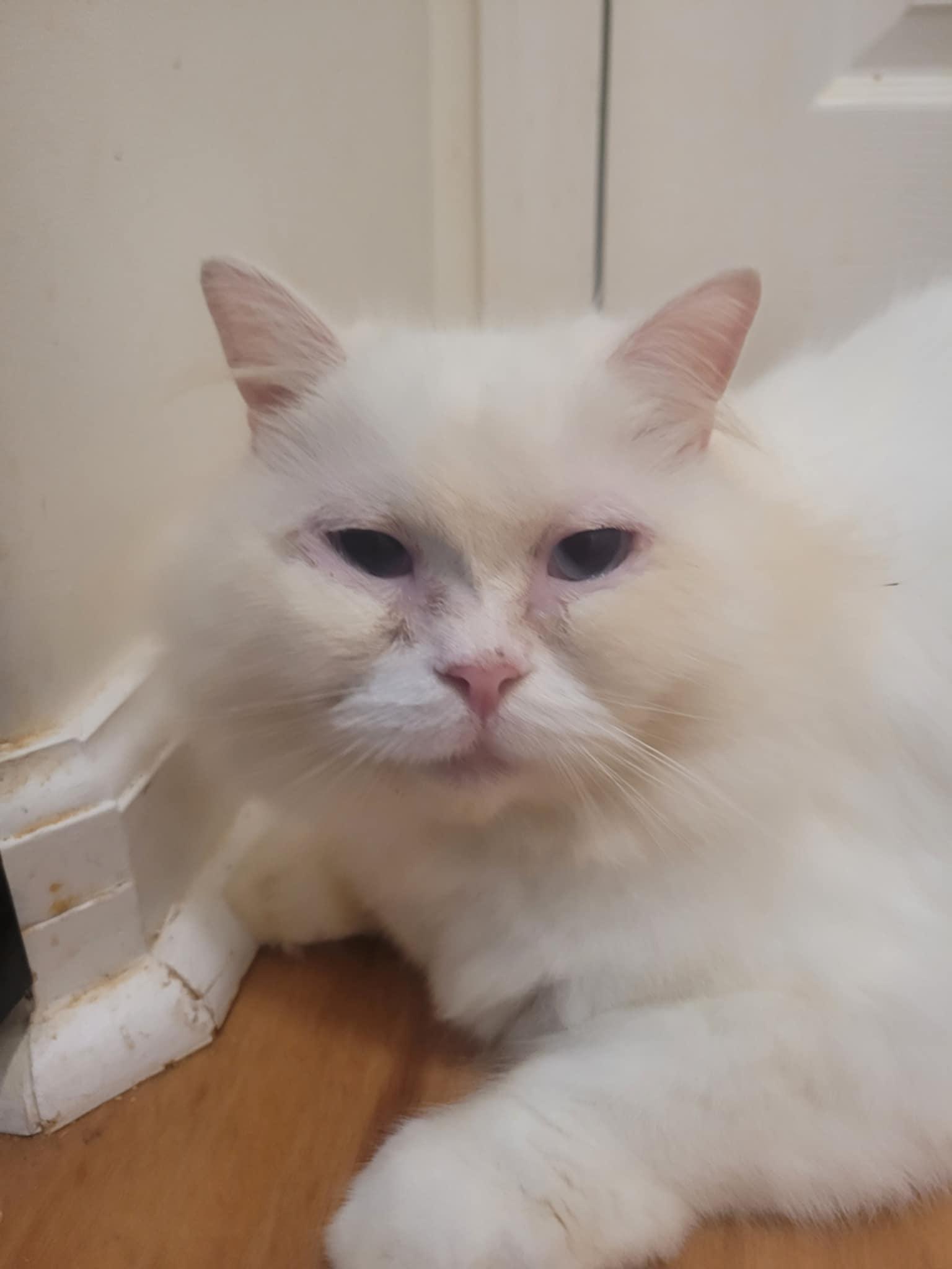 PeeWee, a Adoptable Persian in North Myrtle Beach, SC image 6/6