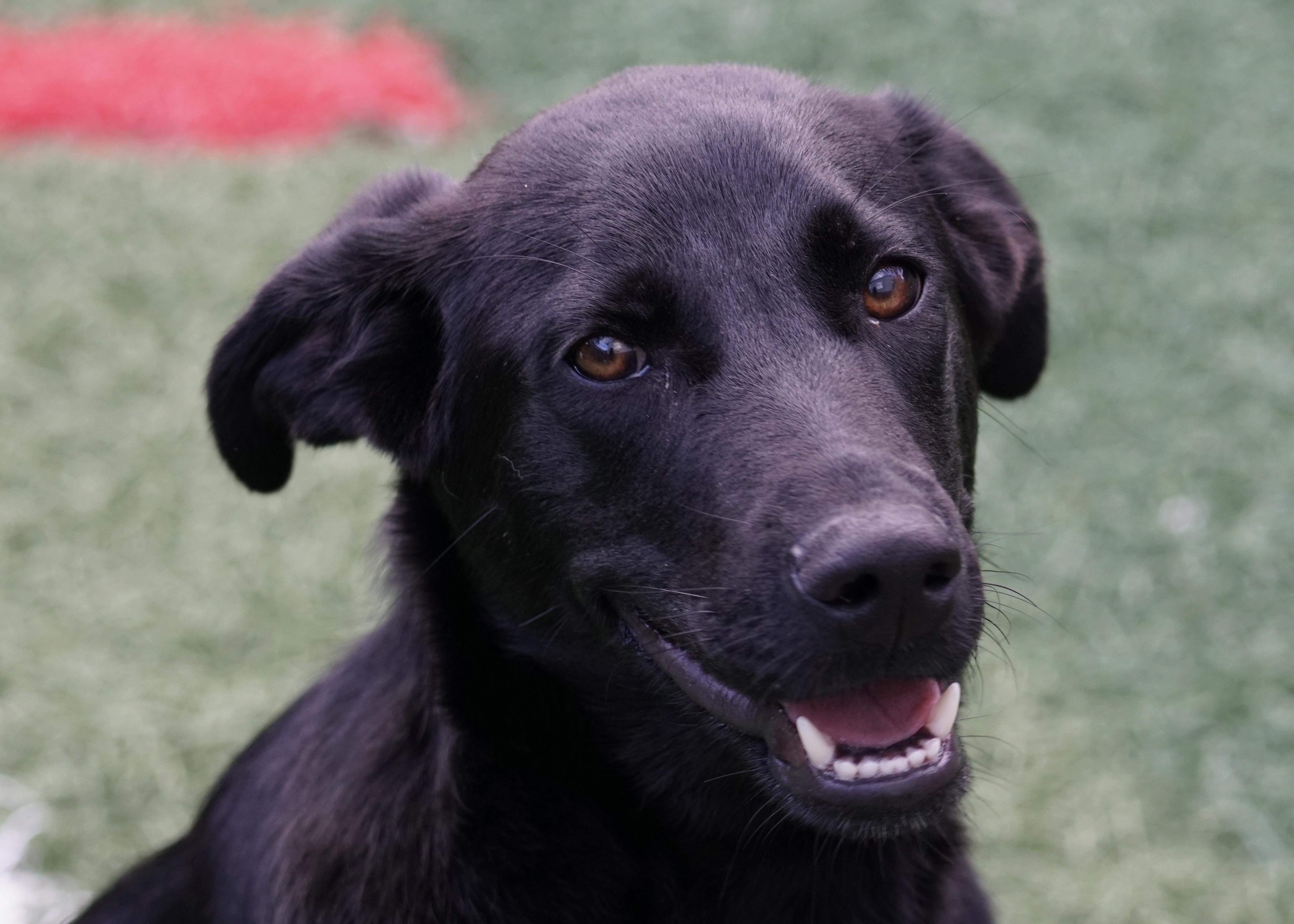 Ren "HERE IN NH", adopted, Puppy Male Mixed Breed.