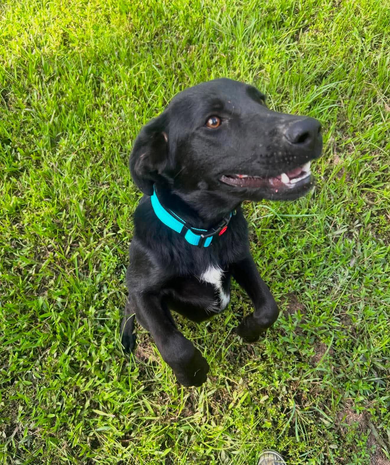Enlarge Ren, a ADOPTABLE Mixed Breed in Northwood, NH image 2/2
