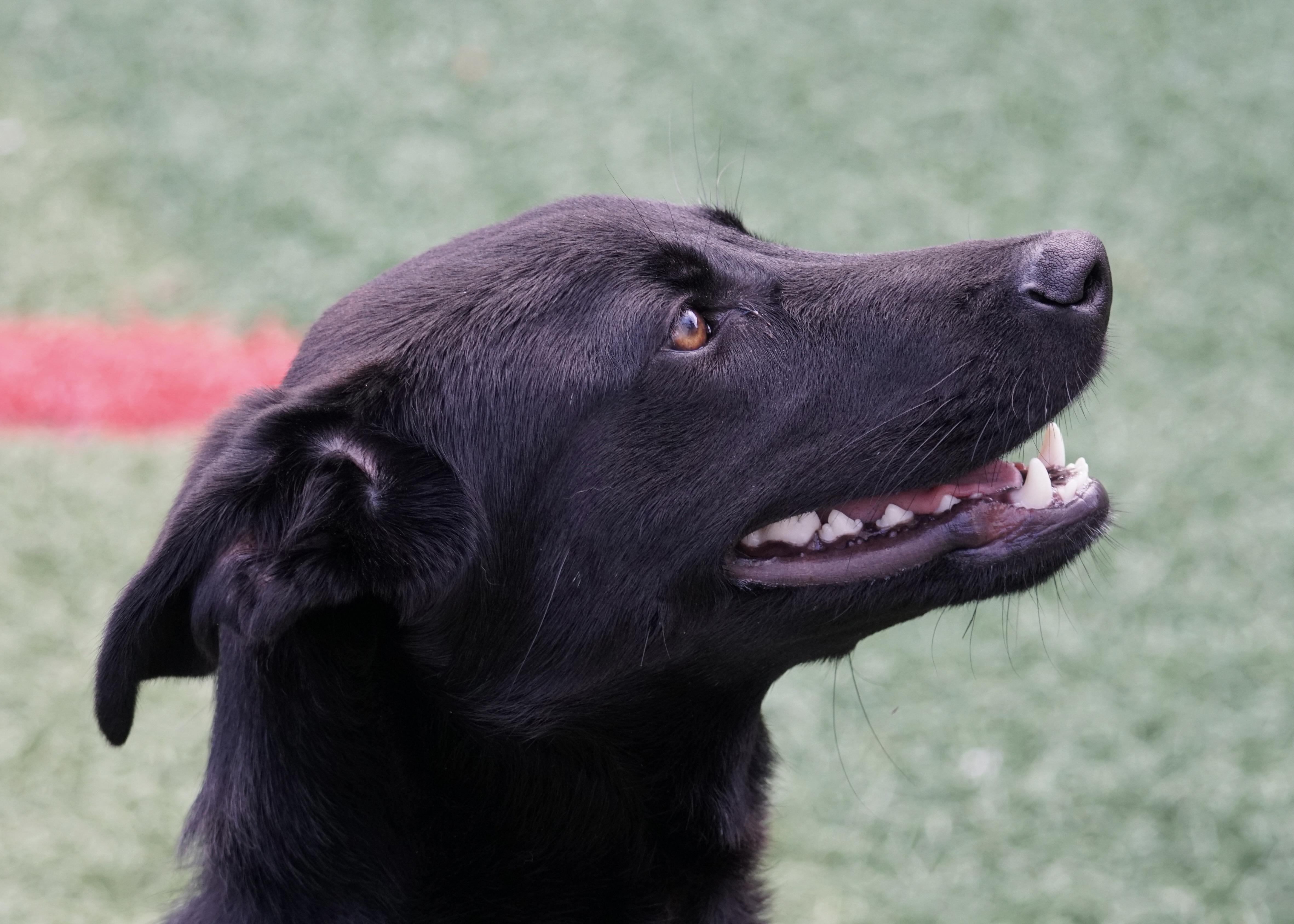 Enlarge Ren "HERE IN NH", an adopted Mixed Breed in Northwood, NH image 4/4