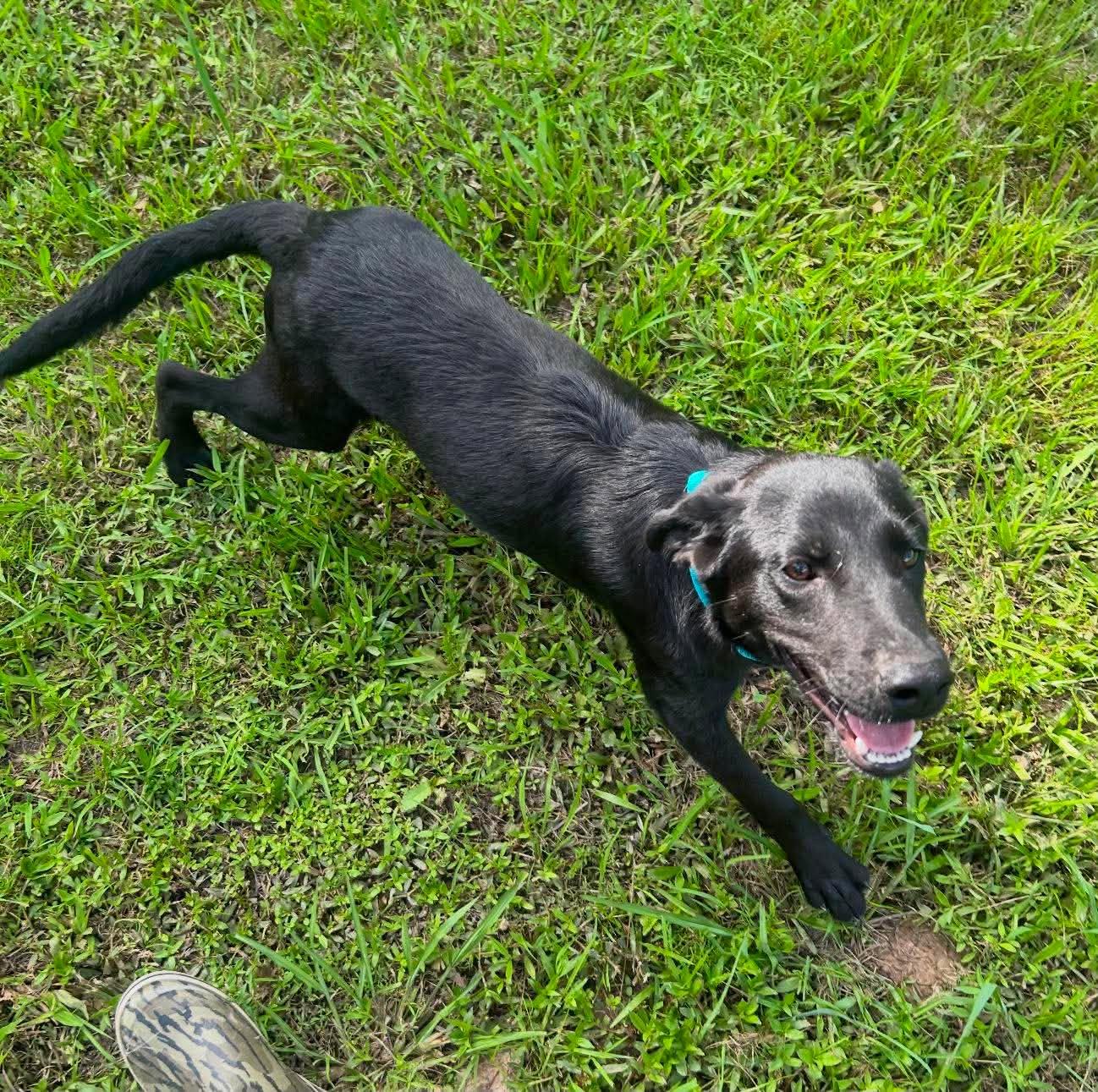 Enlarge Ren, a ADOPTABLE Mixed Breed in Northwood, NH image 1/2