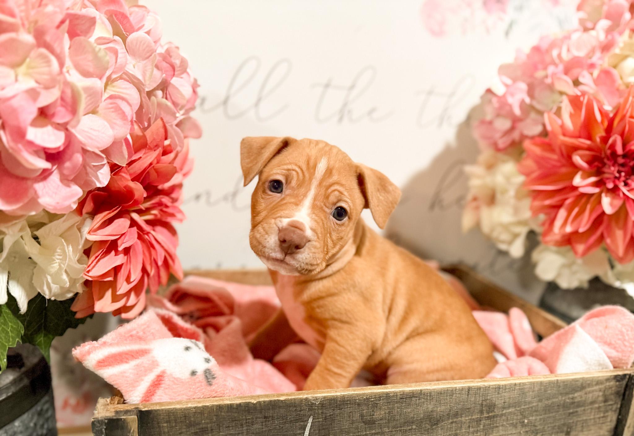 Enlarge Marni , a Adoptable mixed breed in Newberg, OR image 1/4
