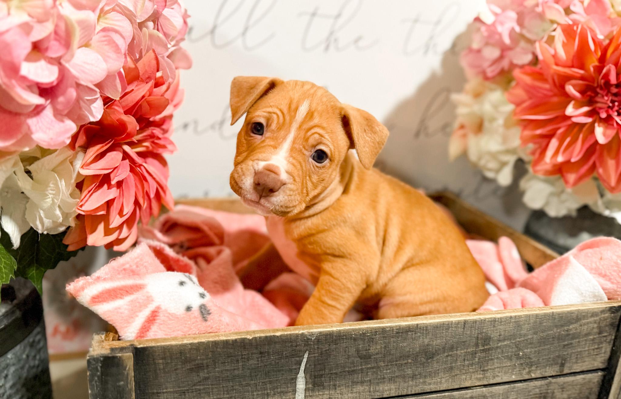 Enlarge Marni , a Adoptable mixed breed in Newberg, OR image 3/4