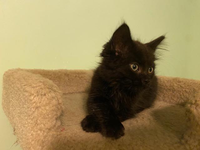 Enlarge SHANIA, a Adoptable Domestic Long Hair in Niagara on the Lake, ON image 4/5