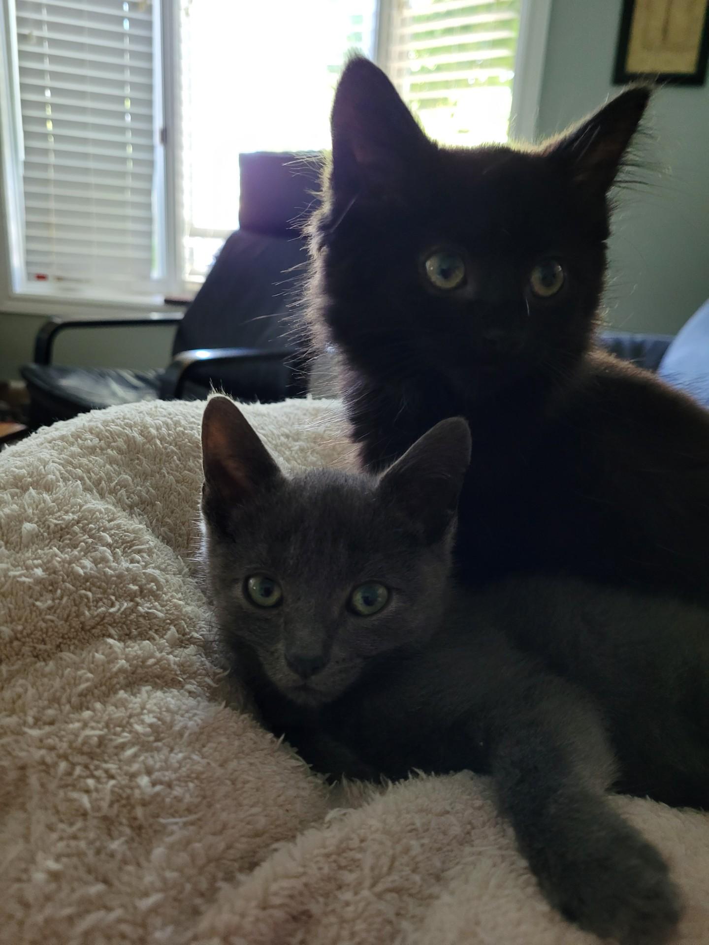 Enlarge SHANIA, a Adoptable Domestic Long Hair in Niagara on the Lake, ON image 5/5