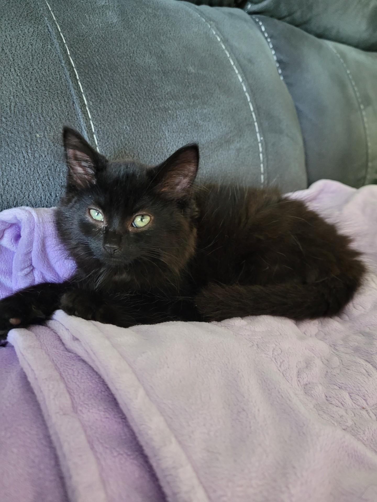 Enlarge SHANIA, a Adoptable Domestic Long Hair in Niagara on the Lake, ON image 3/5