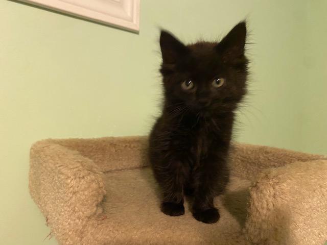 Enlarge SHANIA, a Adoptable Domestic Long Hair in Niagara on the Lake, ON image 2/5