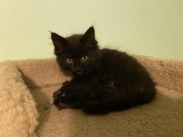 Enlarge SHANIA, a Adoptable Domestic Long Hair in Niagara on the Lake, ON image 1/5