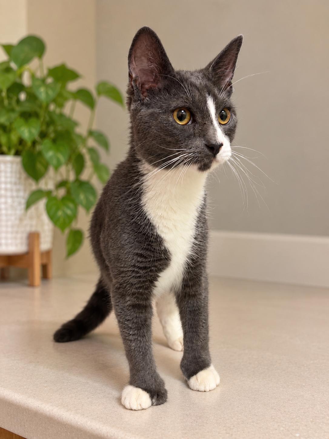 Enlarge Shadow, a Adoptable mixed breed in Bethel, CT image 3/6