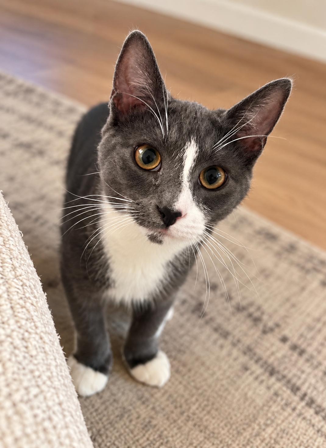 Enlarge Shadow, a Adoptable mixed breed in Bethel, CT image 2/6