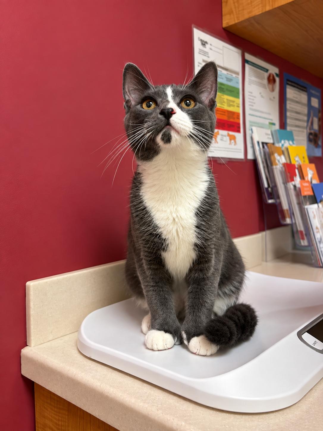Enlarge Shadow, a Adoptable mixed breed in Bethel, CT image 4/6