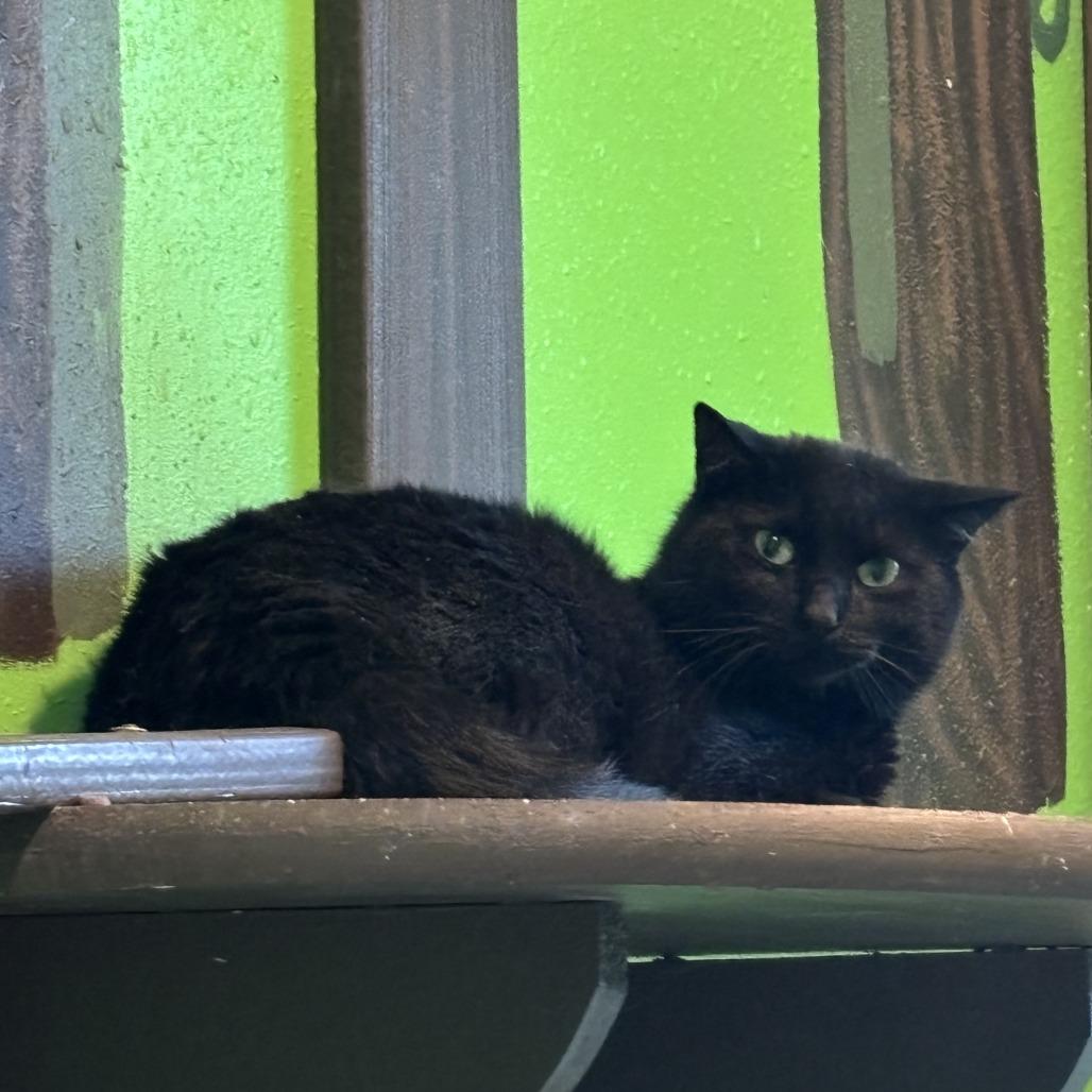 Turk, Adoptable, Adult Male Domestic Short Hair.