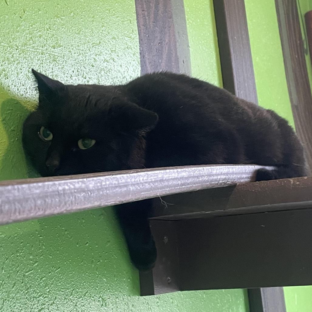 Enlarge Turk, a Adoptable Domestic Short Hair in West Des Moines, IA image 4/5