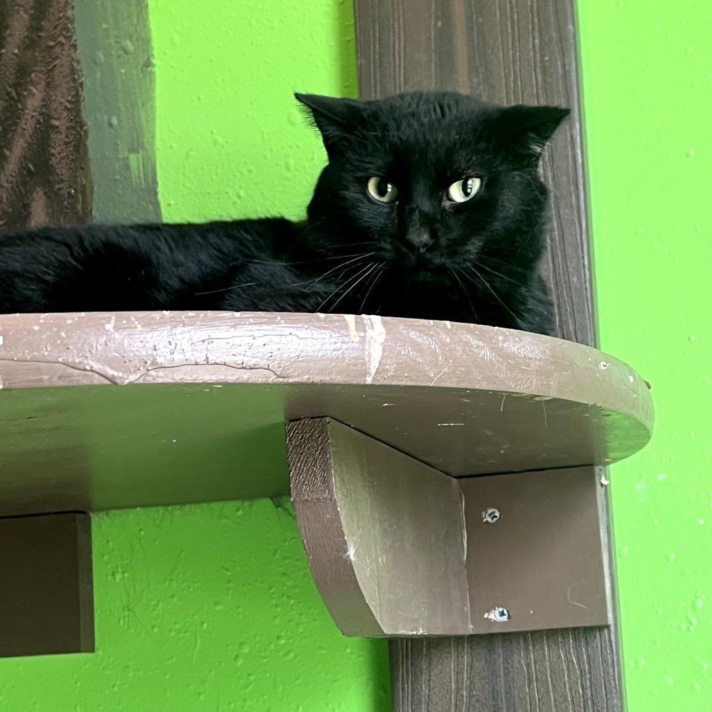 Enlarge Turk, a Adoptable Domestic Short Hair in West Des Moines, IA image 5/5