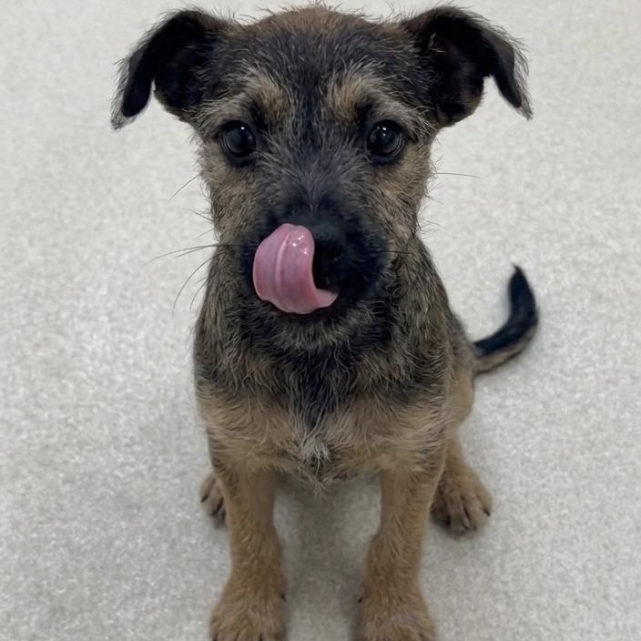 Kira 9216, adopted, Puppy Female Terrier.