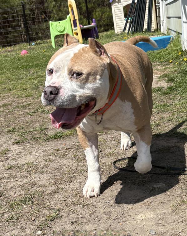 Enlarge Nike, a Adoptable mixed breed in Virginia Beach, VA image 1/1