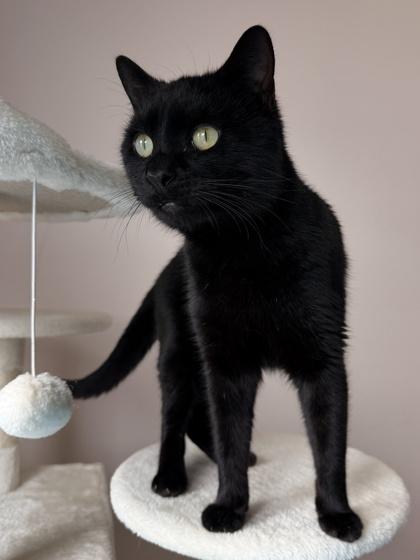 Enlarge 26-84 Mozart, a Adoptable mixed breed in Barnesville, GA image 1/2