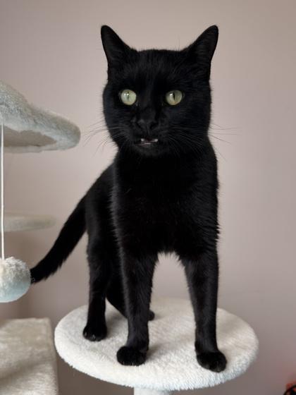 Enlarge 26-84 Mozart, a Adoptable mixed breed in Barnesville, GA image 2/2