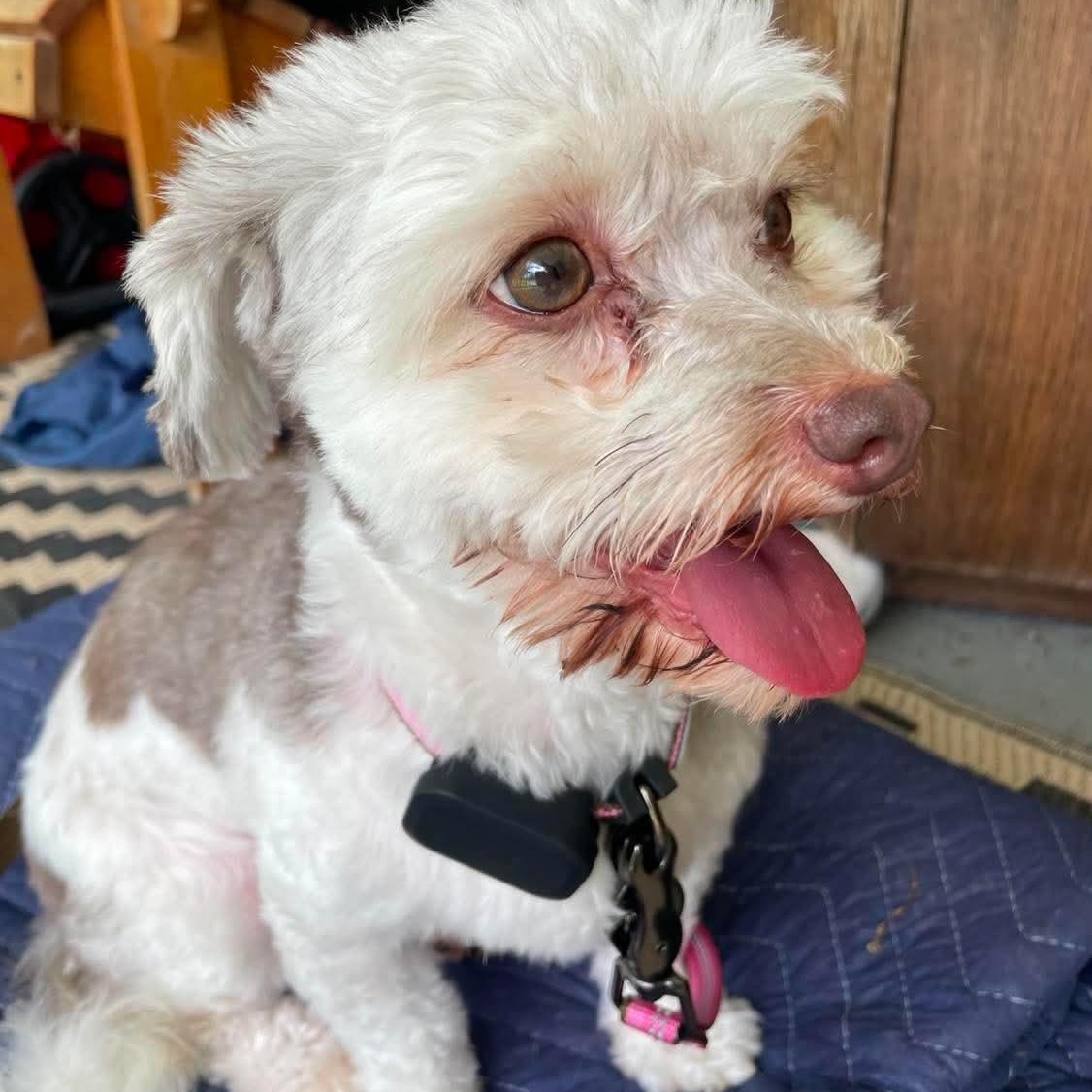 Truffle, a ADOPTABLE Havanese in Rochester, NY image 3/6