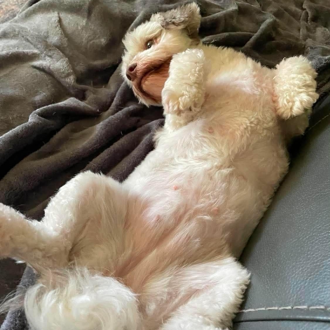 Truffle, a ADOPTABLE Havanese in Rochester, NY image 4/6