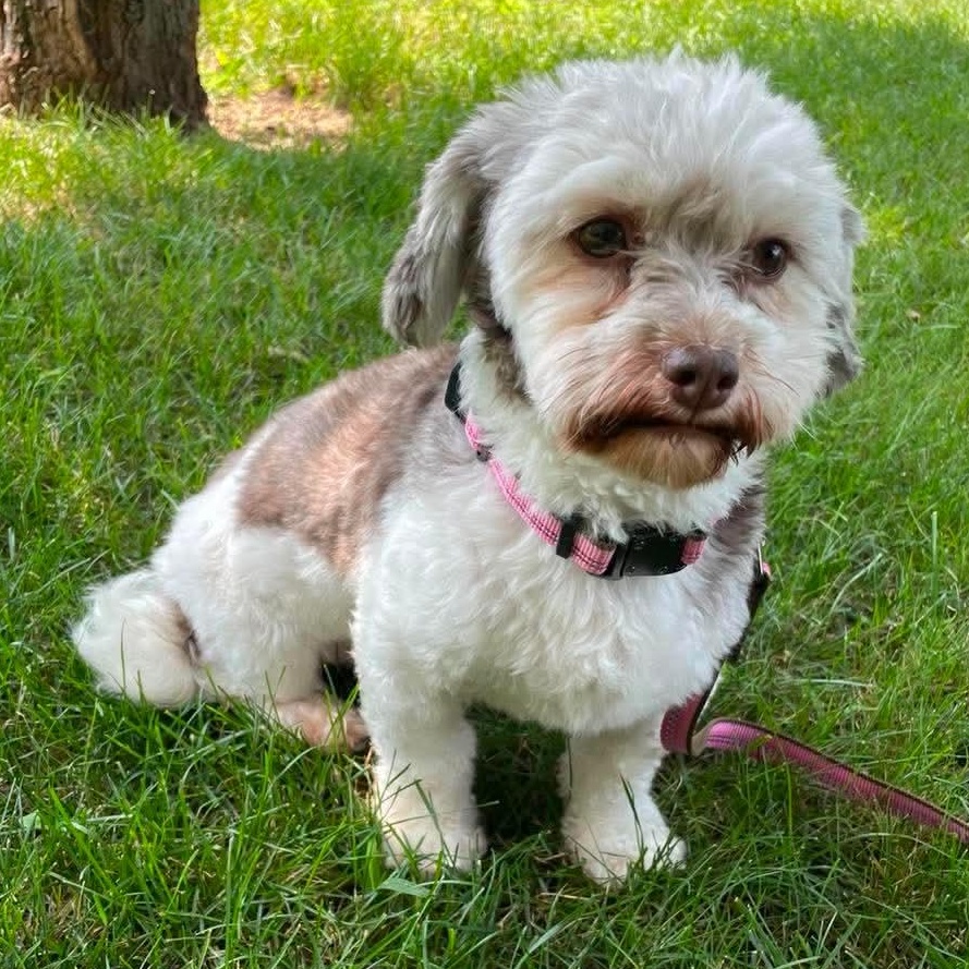 Truffle, ADOPTABLE, Adult Female Havanese.