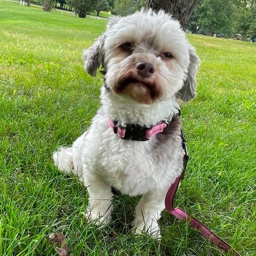 Truffle, a ADOPTABLE Havanese in Rochester, NY image 5/6