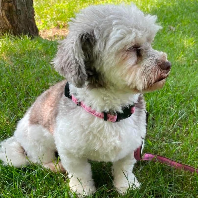 Truffle, a ADOPTABLE Havanese in Rochester, NY image 2/6