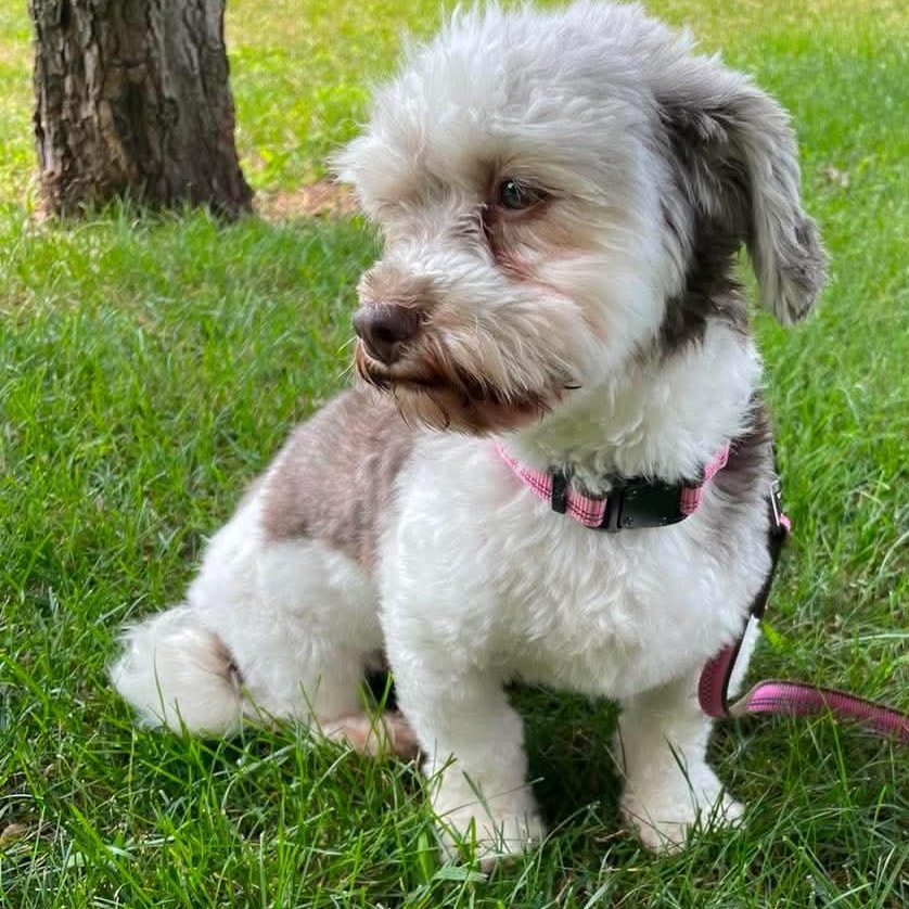 Truffle, a ADOPTABLE Havanese in Rochester, NY image 6/6