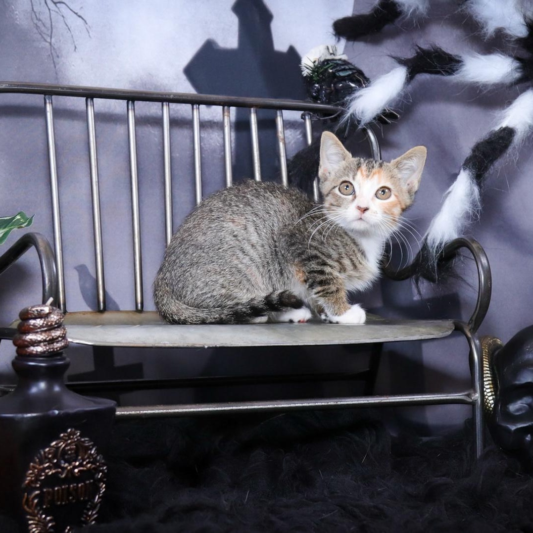 Athena (Arlo), adopted, Kitten Female Torbie & Tabby.