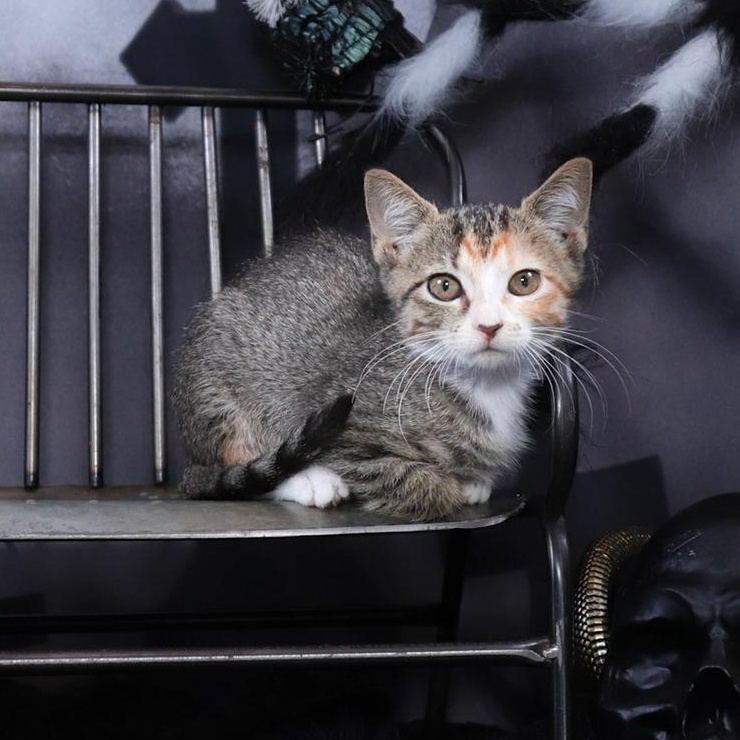 Athena (Arlo), an adopted mixed breed in Parker, TX image 3/4