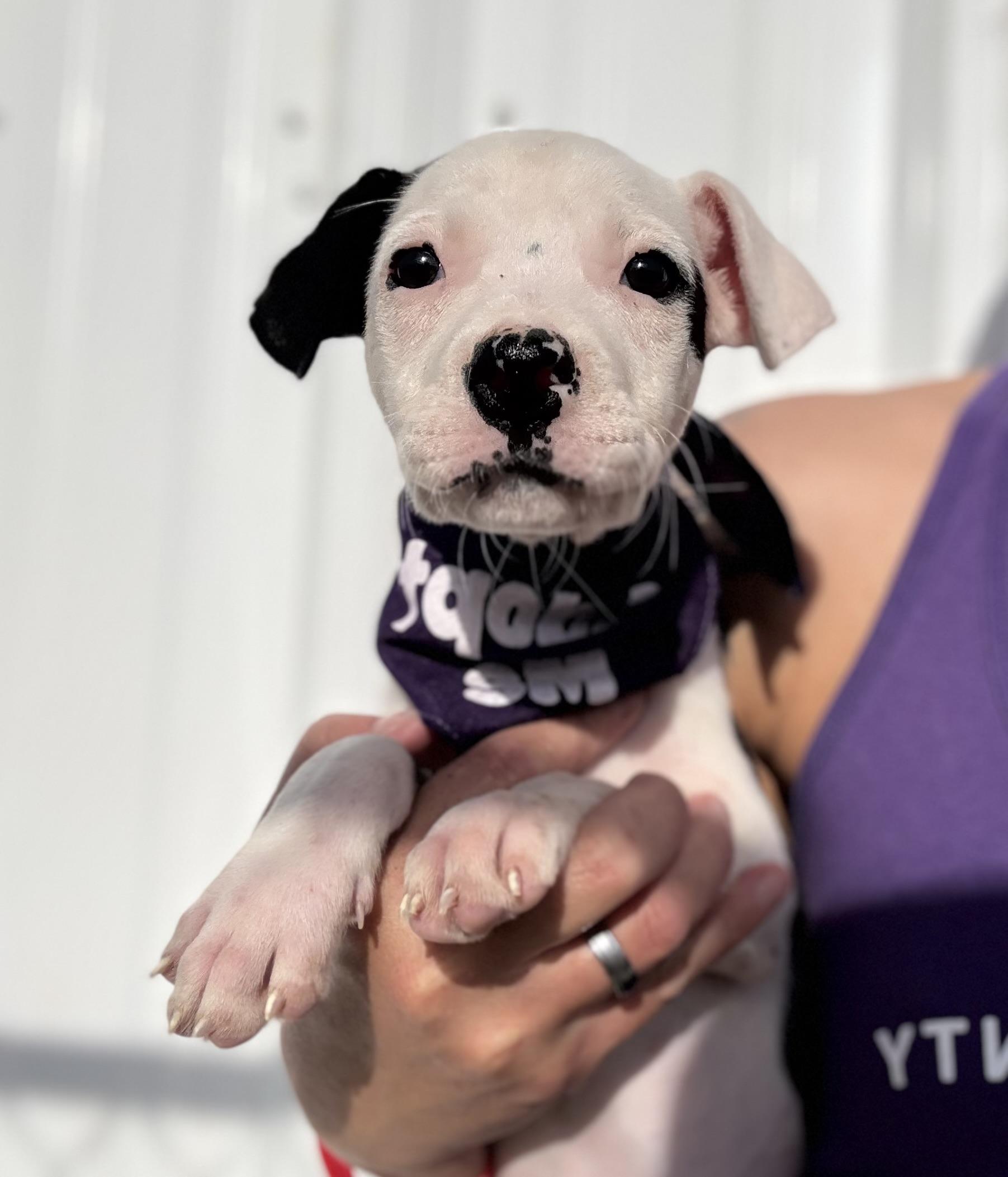 Karlie’s pups, a ADOPTABLE mixed breed in Hiawatha, KS image 3/4