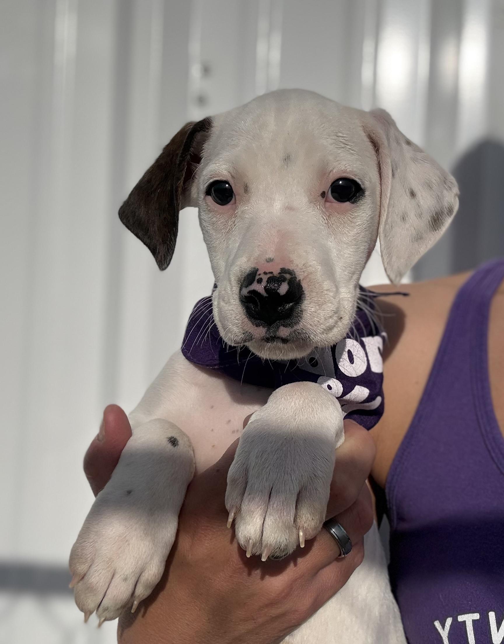 Karlie’s pups, a ADOPTABLE mixed breed in Hiawatha, KS image 2/4