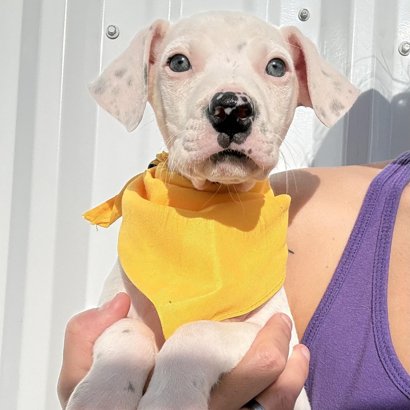 Karlie’s pups, ADOPTABLE, Puppy Female Boxer & American Staffordshire Terrier.