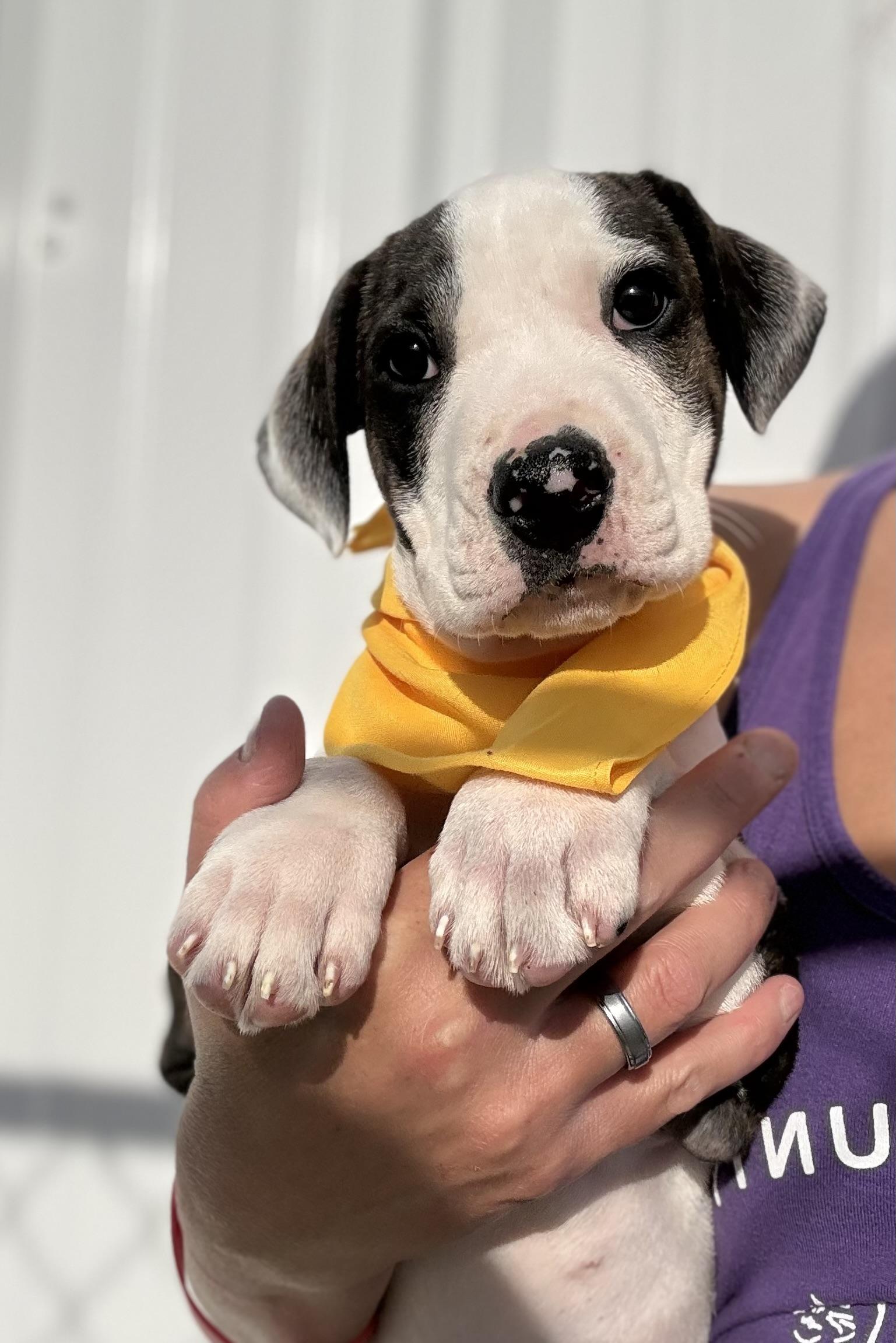 Karlie’s pups, a ADOPTABLE mixed breed in Hiawatha, KS image 4/4