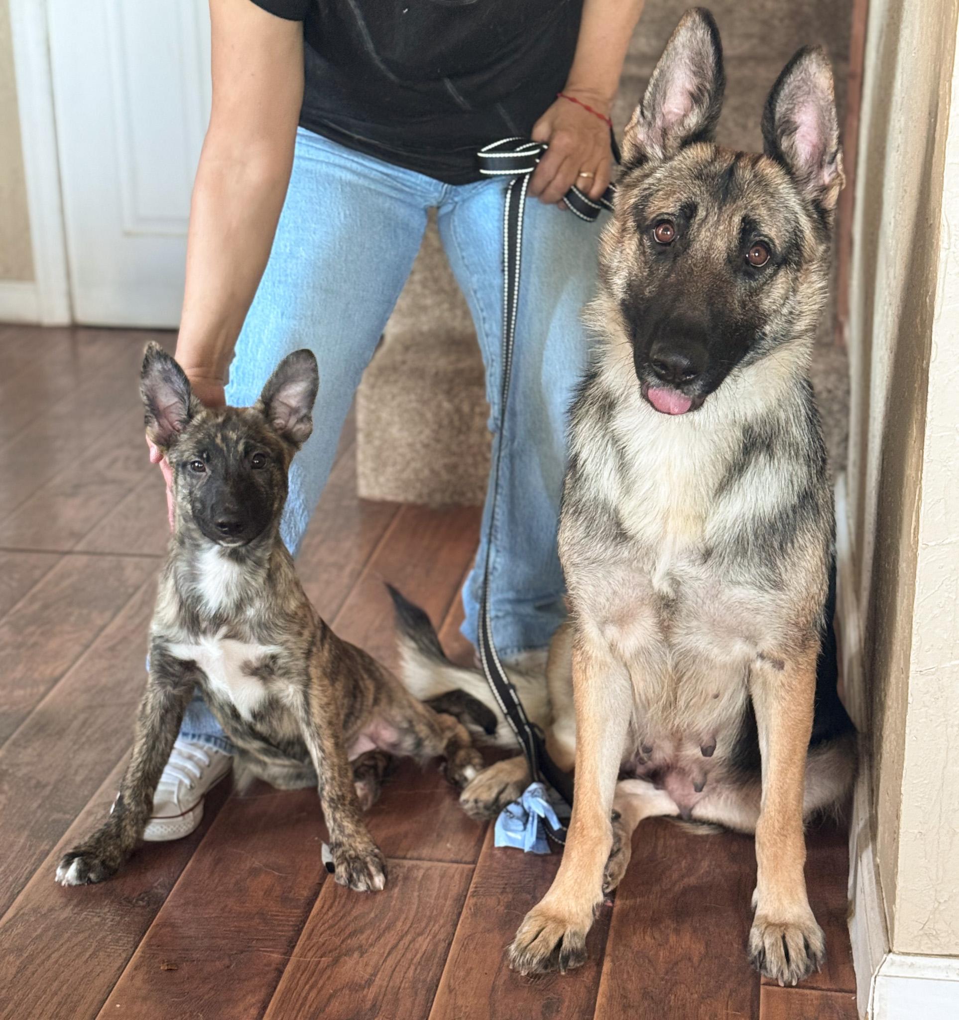CLEO, ADOPTABLE, Puppy Female German Shepherd Dog & Dutch Shepherd.