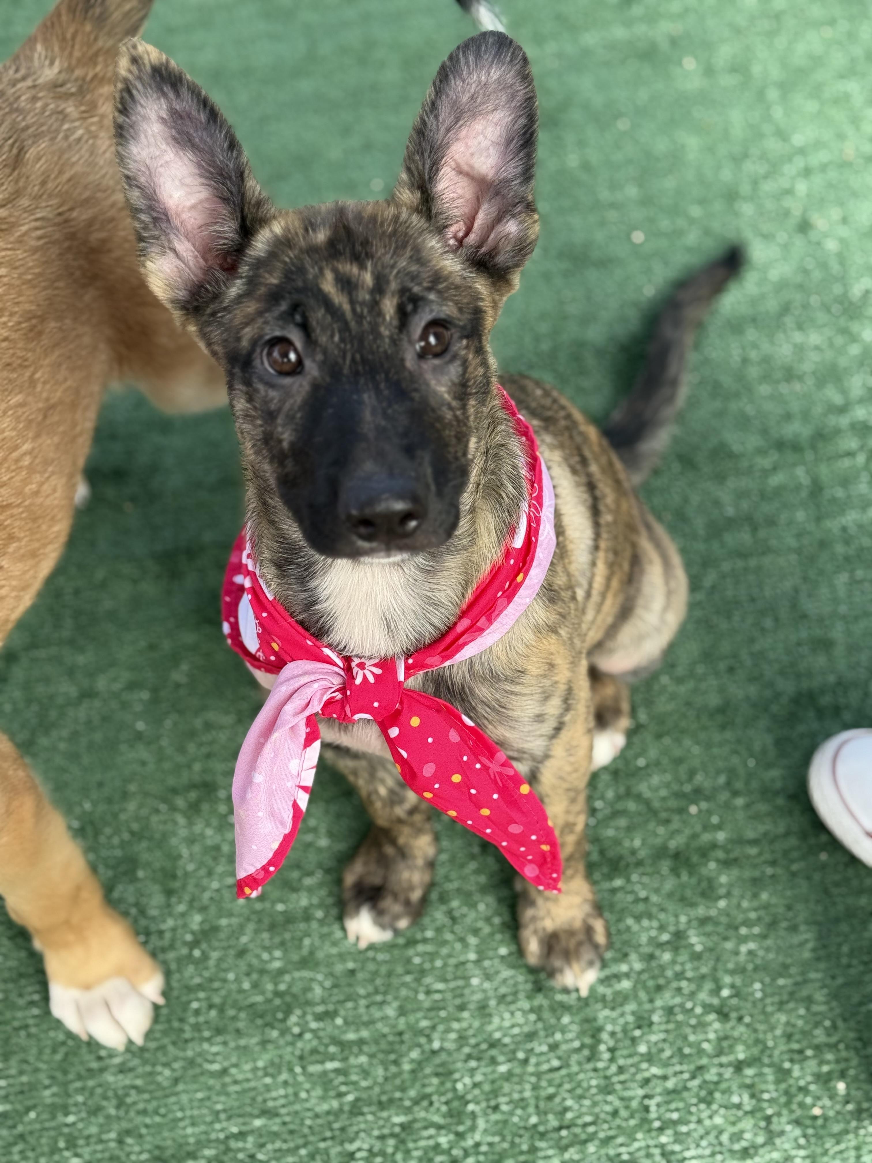 Enlarge CLEO, a ADOPTABLE mixed breed in Los Angeles, CA image 2/3