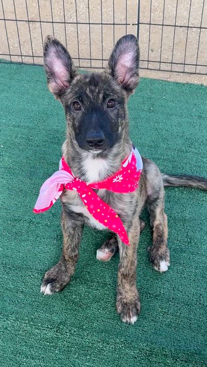 Enlarge CLEO, a ADOPTABLE mixed breed in Los Angeles, CA video 3/3