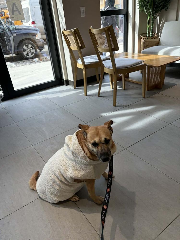 Sejitas, Adoptable, Adult Female Shepherd & Chihuahua.