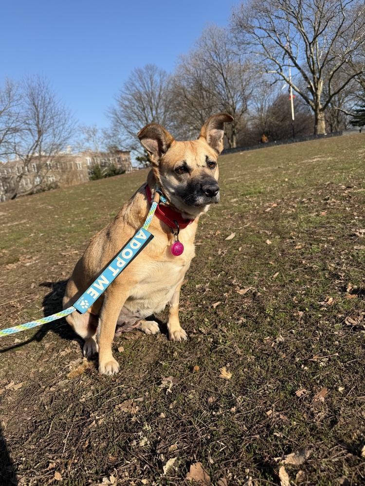 Enlarge Sejitas, a Adoptable mixed breed in New York, NY image 2/6