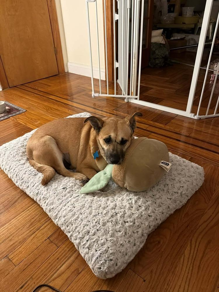 Enlarge Sejitas, a Adoptable mixed breed in New York, NY image 4/6