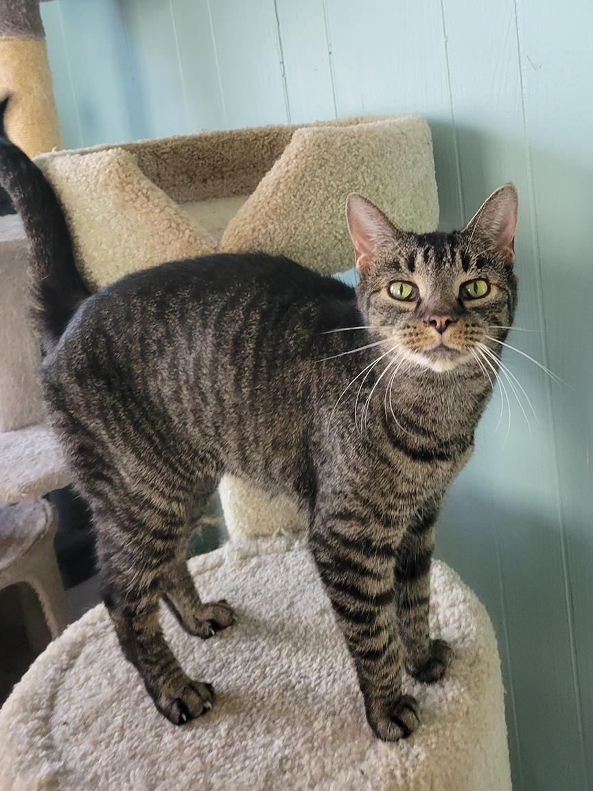 Sheila, a Adoptable mixed breed in Cuyahoga Falls, OH image 1/3