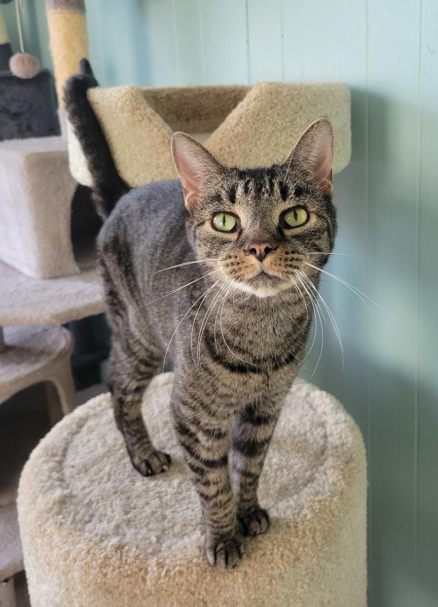 Sheila, a Adoptable mixed breed in Cuyahoga Falls, OH image 2/3