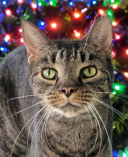 Sheila, a Adoptable mixed breed in Cuyahoga Falls, OH image 3/3