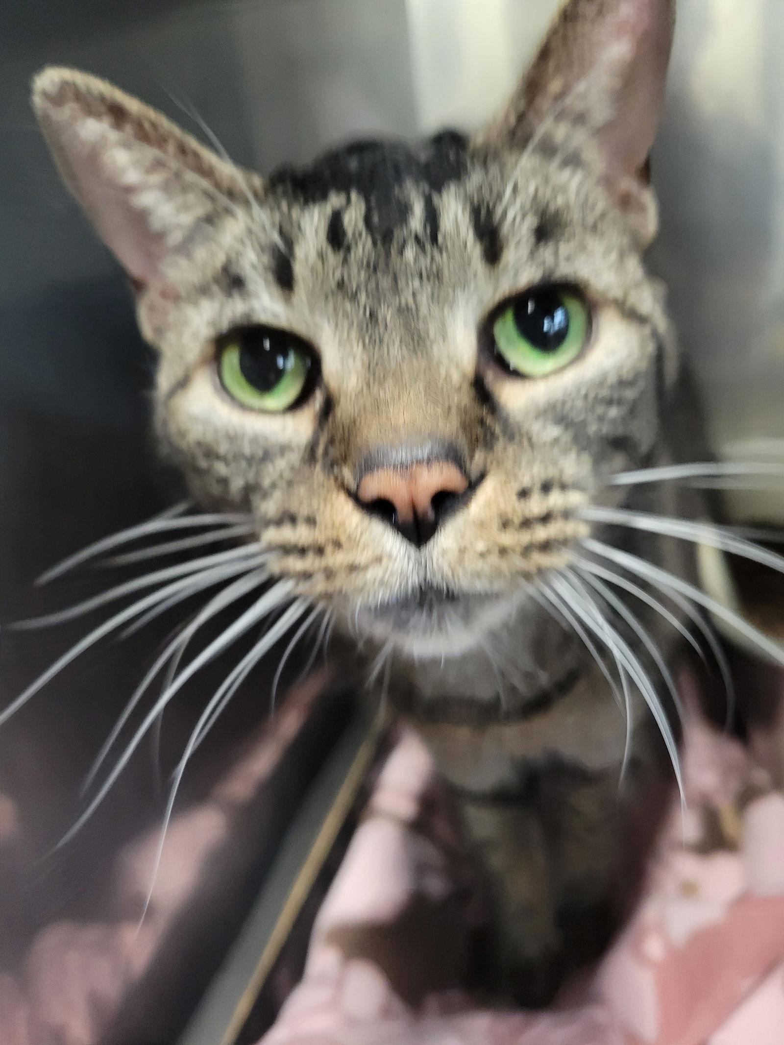 Enlarge Sheila, a Adoptable mixed breed in Cuyahoga Falls, OH image 3/3