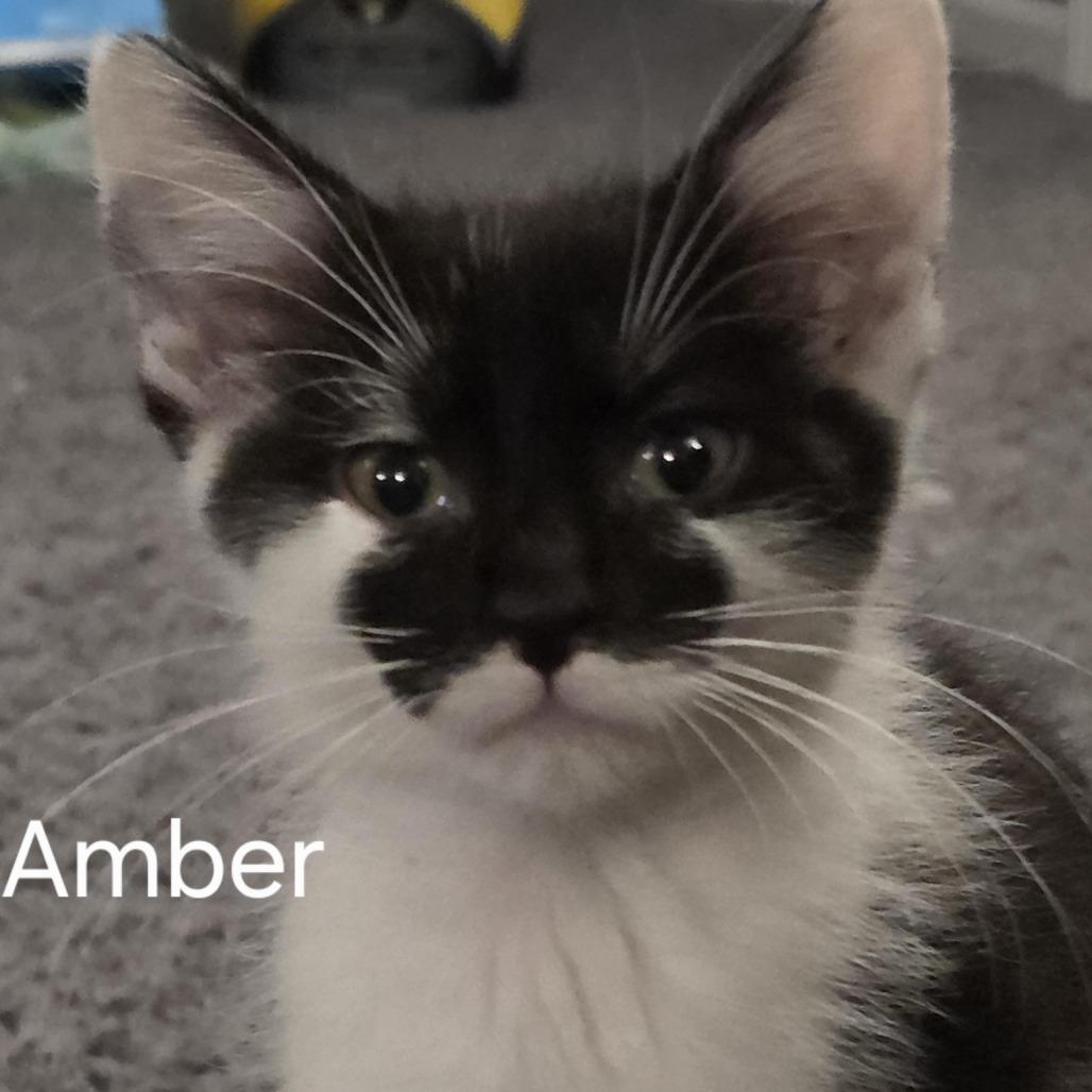 Amber, Adoptable, Kitten Female Domestic Short Hair.