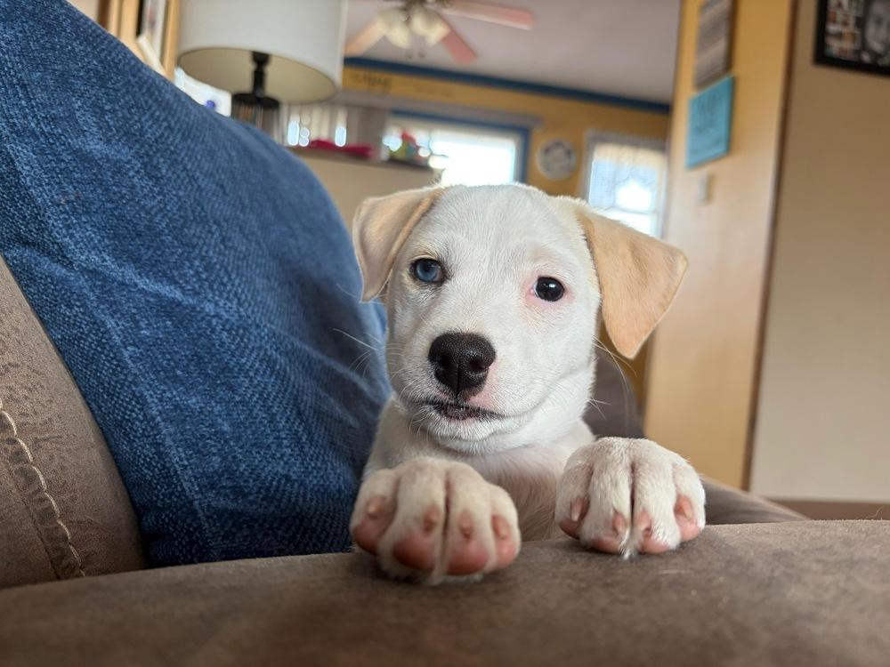 Enlarge Bebecita, a Adoptable mixed breed in Valley Stream, NY image 1/6