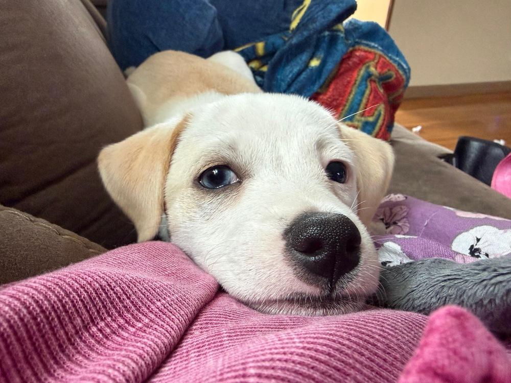 Enlarge Bebecita, a Adoptable mixed breed in Valley Stream, NY image 2/6