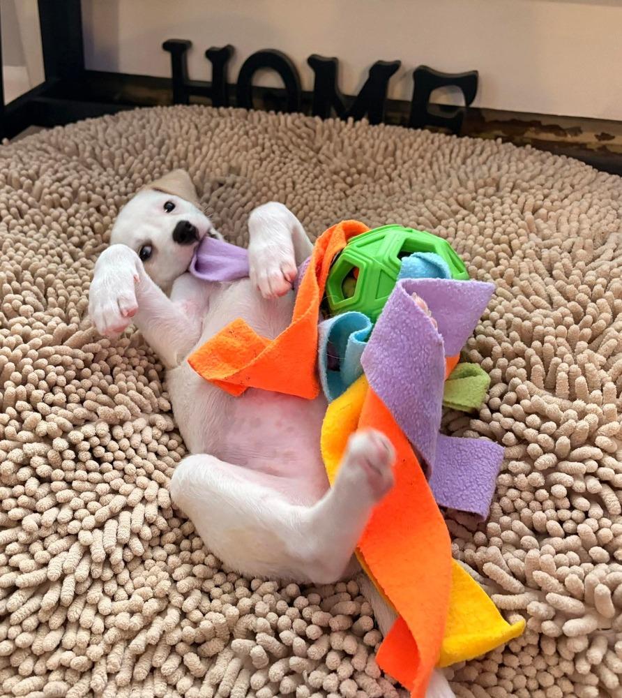 Enlarge Bebecita, a Adoptable mixed breed in Valley Stream, NY image 4/6