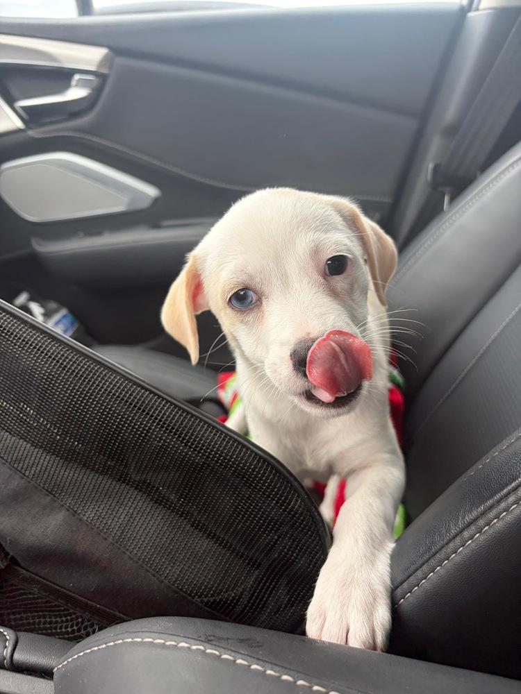 Enlarge Bebecita, a Adoptable mixed breed in Valley Stream, NY image 5/6